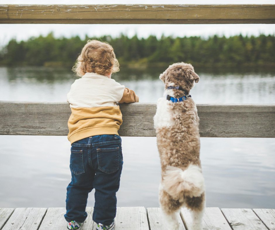 The Unbreakable Bond: Why Building a Connection with Your Pet Matters - Furry Family Faves