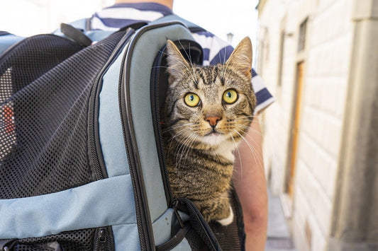 Traveling Safely and Bonding with Your Cat - Furry Family Faves