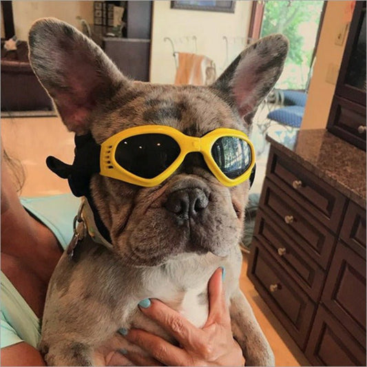 Dog Sunglasses - Furry Family Faves