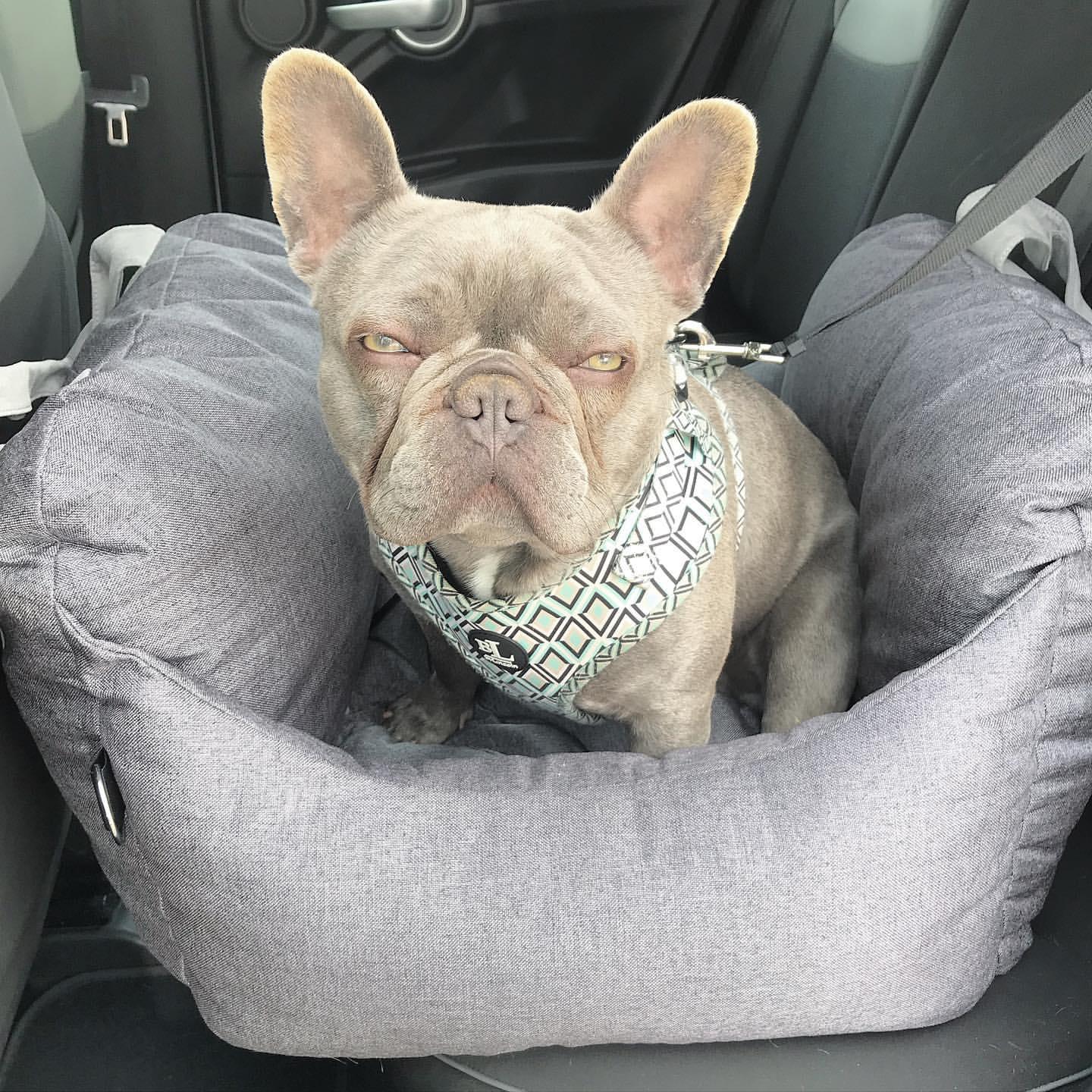 Pet Travel Bed - Furry Family Faves