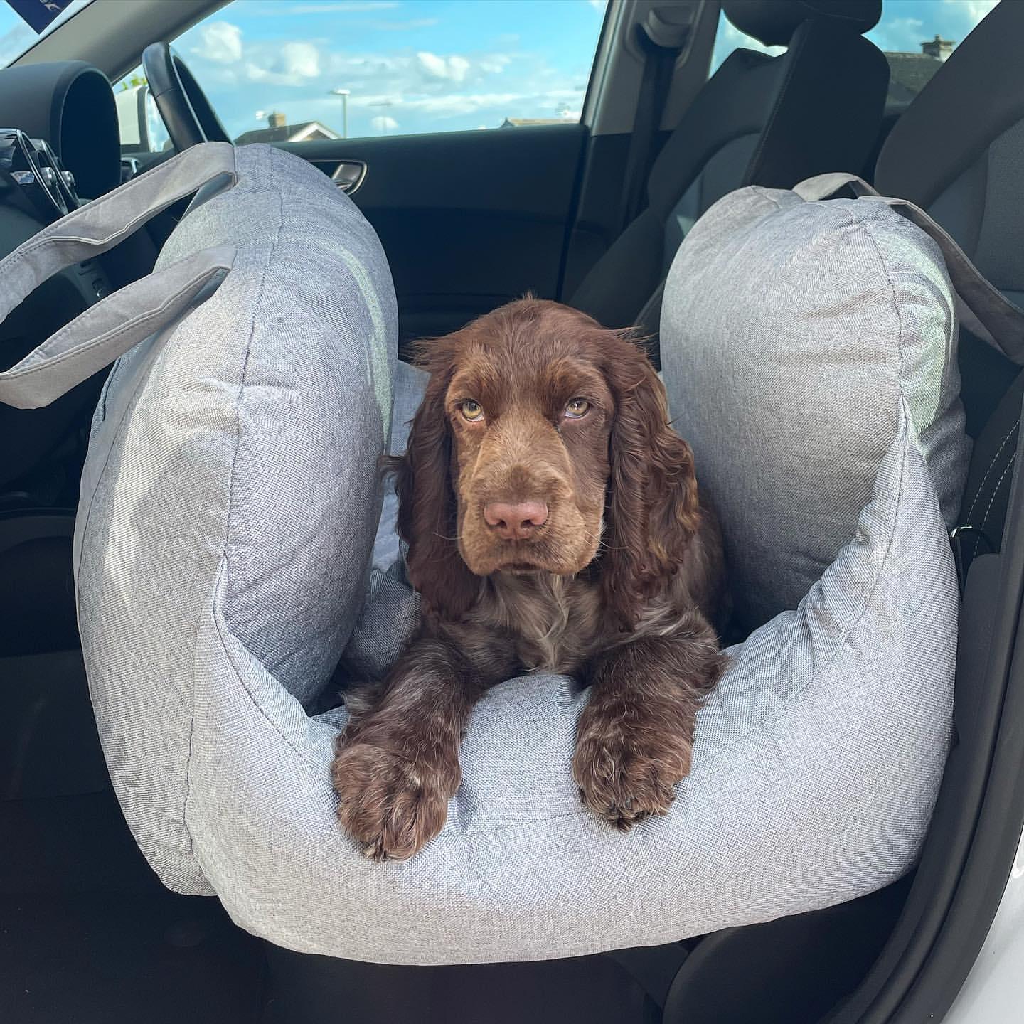 Pet Travel Bed - Furry Family Faves