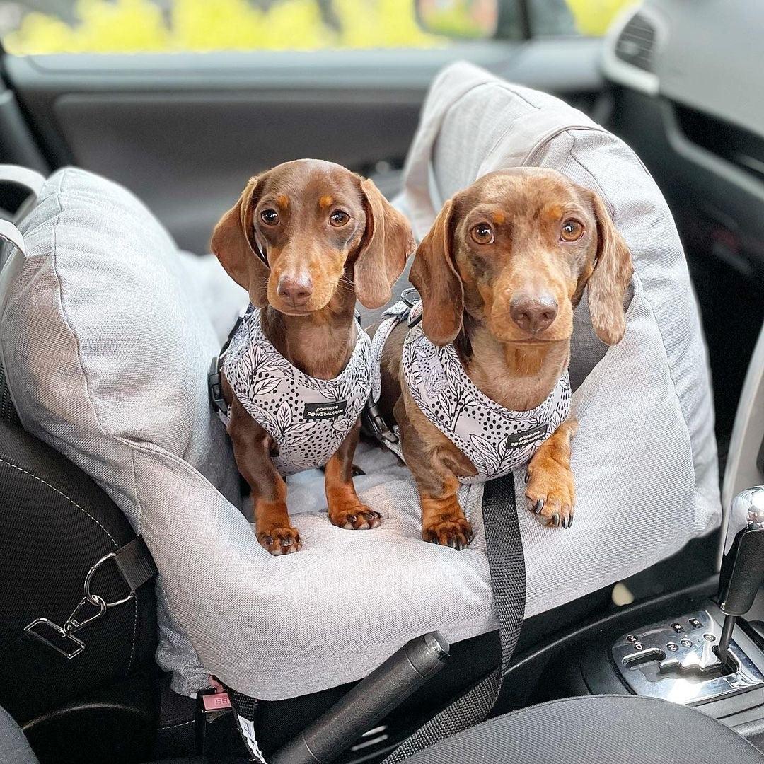 Pet Travel Bed - Furry Family Faves