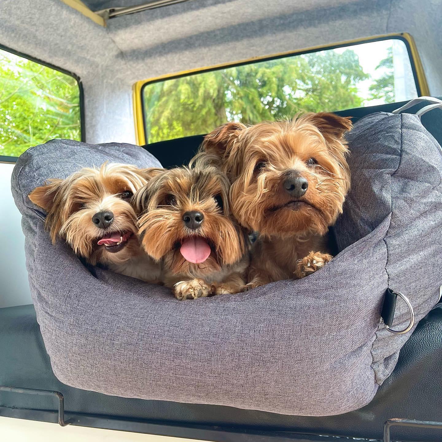 Pet Travel Bed - Furry Family Faves